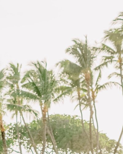 Fairmont Orchid Hawaii Photographers Something Minted