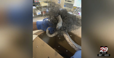 An eastern ratsnake is held up to the camera. It is tangled in black plastic garden mesh, and RWS employees wearing gloves safely restrain it. This is a screengrab from the news segment and NBC29's logo is shown in the bottom right corner. 
