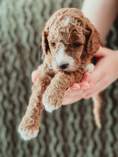 Black Collar Male 3 Weeks-5