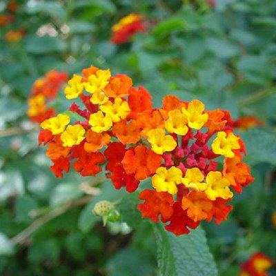 lantana-menliva-lantana-camara-semiacka-10-ks