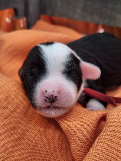 44babed8-51fb-4132-a471-19bb045ced16