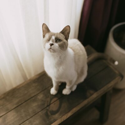Cat on bench