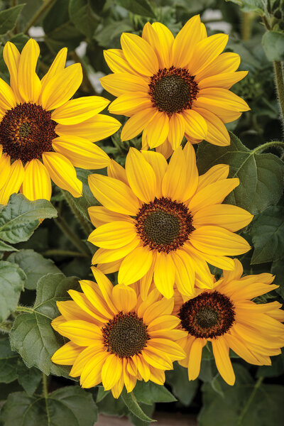 helianthus_suncredible_suncredible_yellow