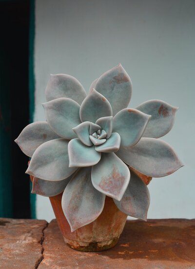 light blue succulent in a clay pot on a table