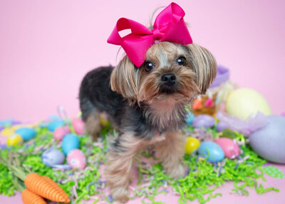 Females yorkie wearing a big pink bow on her head surrenden by easter eags