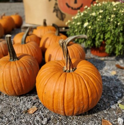 close up image of pick your own pumpkins Bascom Road Farm