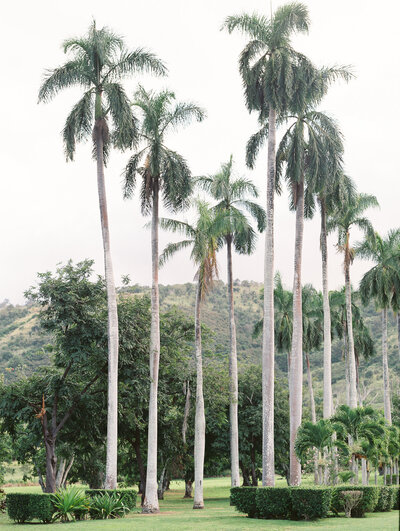 Oahu Dillingham Ranch Palm Trees