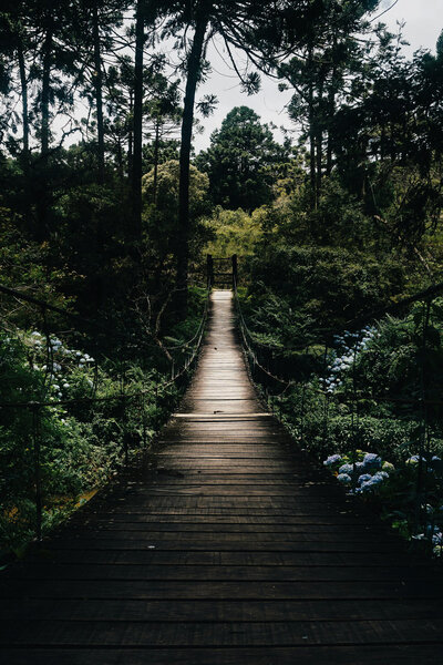 Wooden path through forest symbolizing mindfulness and inner journey