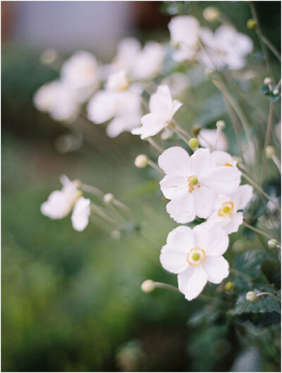 Garden of white flowers