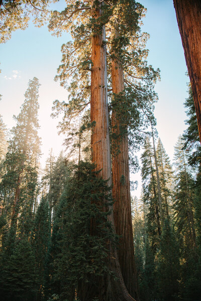 sequoia trees in yosemite national park