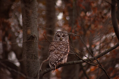 Owl facing the camera in a tree