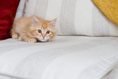 kitten on a couch, about to pounce