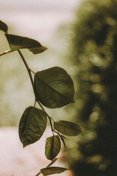 Forest path symbolizing growth and healing in therapy