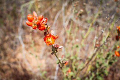 Globemallow flower
