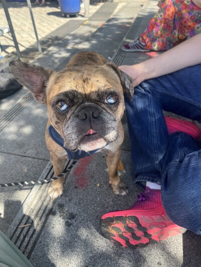 Hank (6)