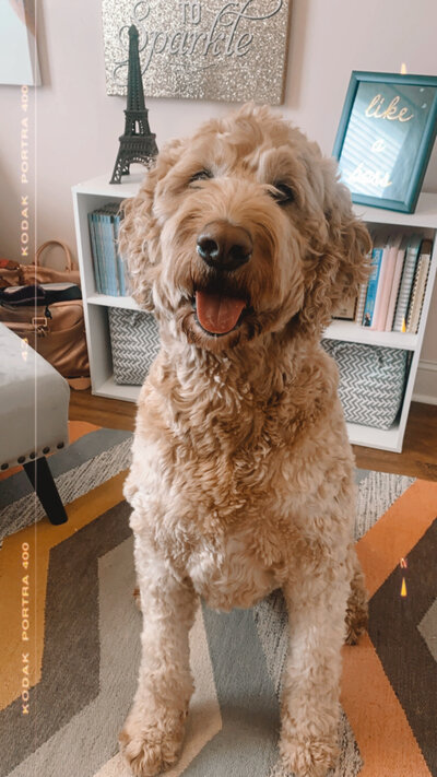 Finn Buford, Jades's Golden doodle and Team Mascot at J. Alexandria Creative