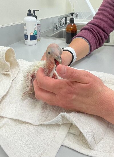 CA-Condor-Alliance-3)