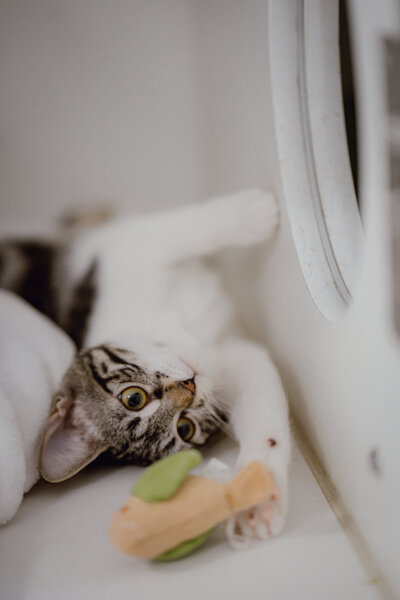 CHICAGO-PET-PHOTOGRAPHY-BY-MEGAN-SAUL-PHOTOGRAPHY-CATNAP (158 of 403)