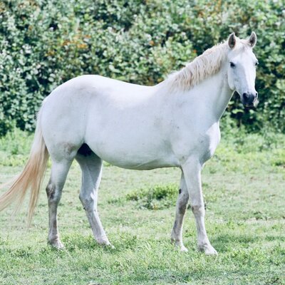 Connemara Pony Mare Sired by Ard Celtic Art