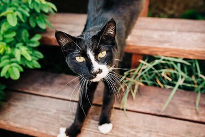 Photo of Tuxedo cat looking at camera, Florence, MT