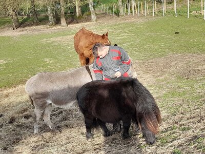 un enfant avec un cheval, un âne et un poney