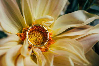 Detail wedding photo of a gold wedding band sitting at the center of a yellow flower.