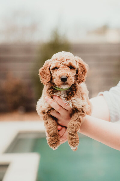 AKC Poodle Puppy-4
