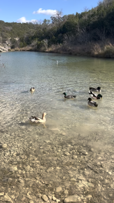 Ducks swimming in Flat Creek in Hill Country