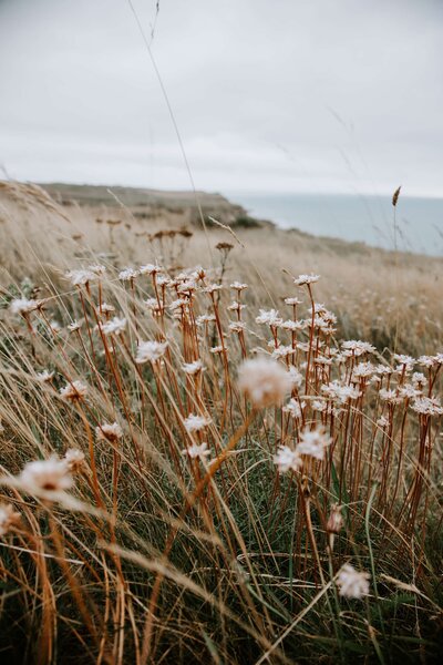 Blumenwiese schunkelnd im Wind an der Küste: Innere Ruhe und Gelassenheit in der Bewegung des Lebens