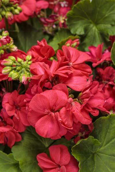 pelargonium_boldly_coral_tag