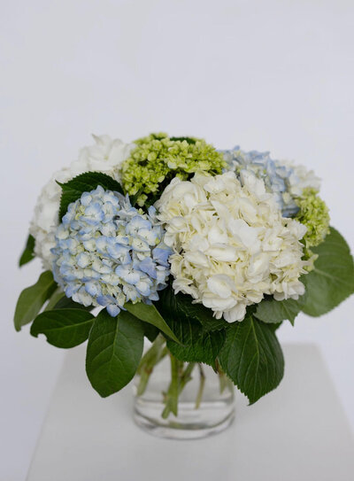 hydrangeas 1