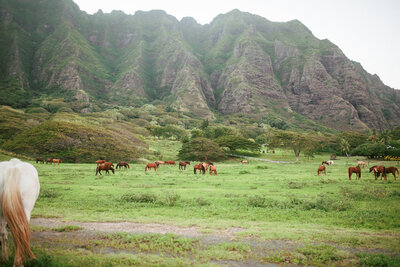 Wedding Photography, large open field with grazing horses
