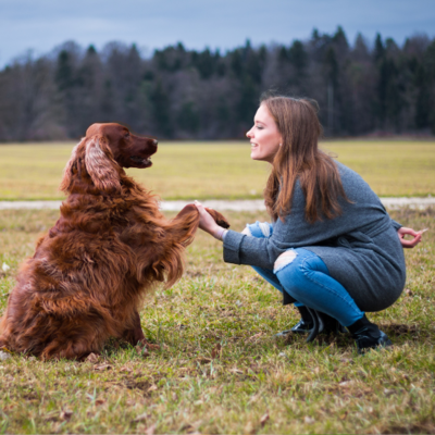 Puppy meets adult dog