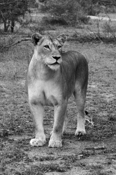 Lioness