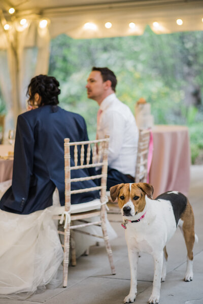 Bride and groom in a white wedding gown and black tuxedo sitting at their wedding ceremony with a dog.
