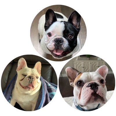 the frenchie boys(maybe on the about page at the bottom)