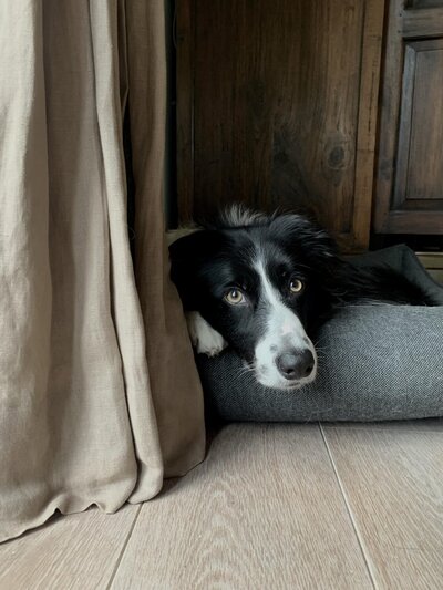 Border Collie Pippa voelt zich gezien en gehoord nadat Monique haar wensen heeft verwoord.