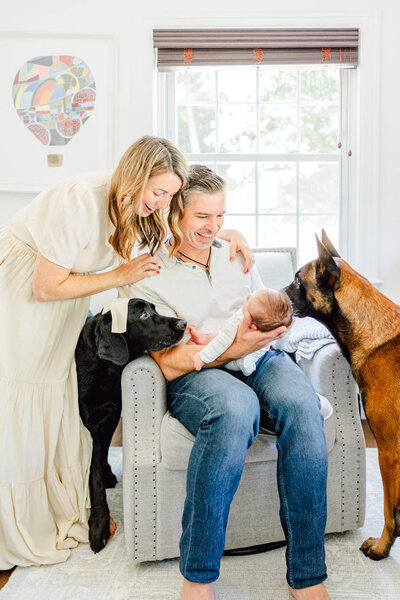 A dad sits in a chair smiling at his newborn while his wife looks on and laughs at the curious dogs checking out the newborn in a photography session by a Massachusetts newborn and family photographer