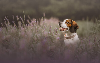 beagle in lavender field