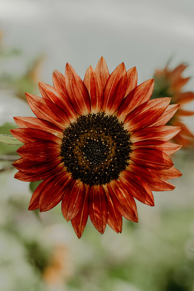BearLakeBlooms_MCZPhotography-10