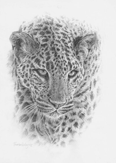 Townsend Majors graphite drawing of a Sri Lakan Leopard