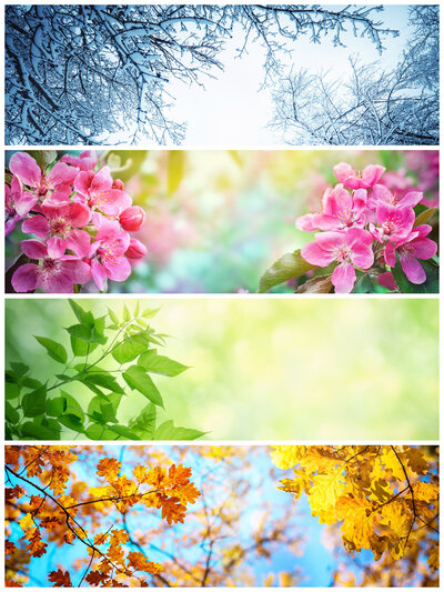 Image of the four different seasons