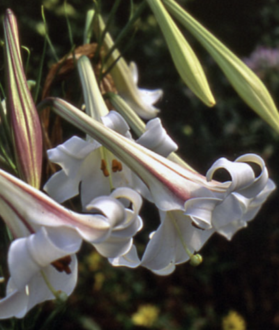 Formosa Lily