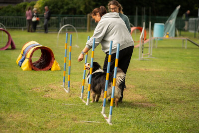 Hond rent door een agilityparcours met zijn baasje tijdens Just Woofing