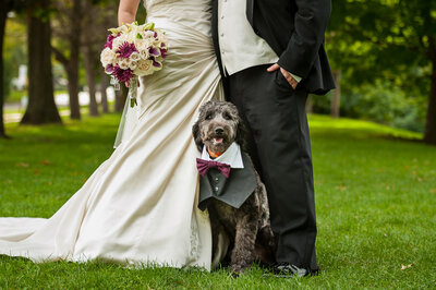 Wedding dog wearing a tuxedo.