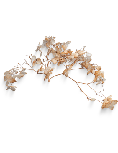 dried flowers