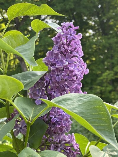 Flower City syringa vulgaris purple heirloom lilac at North Country Lilacs nursery in Canton, New York