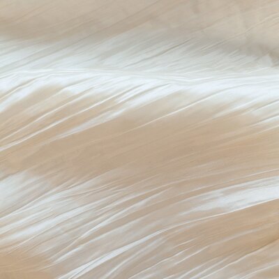 Ivory Crease
