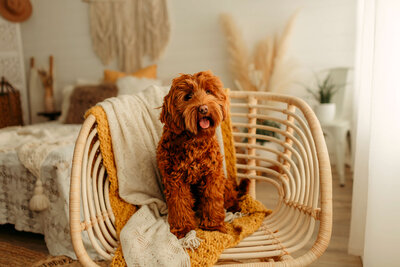 Red Australian Labradoodle Breeders in BC, Canada