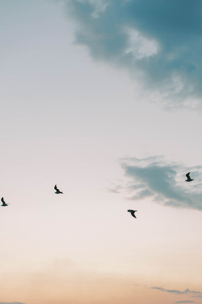 birds flying in a sunset sky